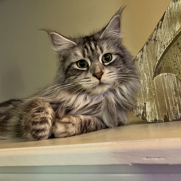 Meet your Posher, Kimberly - Picture 1 of 1